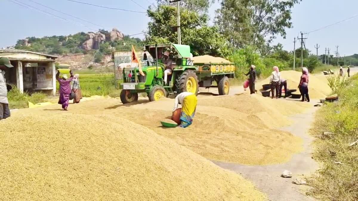 High demand for fine-variety paddy; purchases being made right at the fields!  Price per quintal: ₹3,500